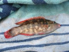 Baillons Wrasse