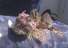 strange fish (caught by Laura) May 2012