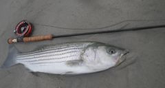 28 inch striped bass from cape cod