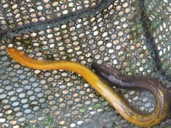 Yellow eel