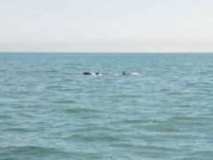 Dolphin2
