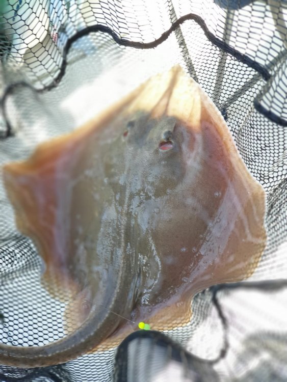 Small Eyed Ray Caught In Swanage Bay 08 09 19.JPG