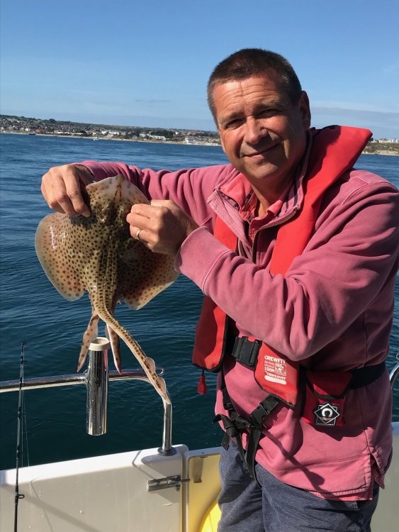 Spotted Ray Caught in Swanage Bay 08 09 189.jpg